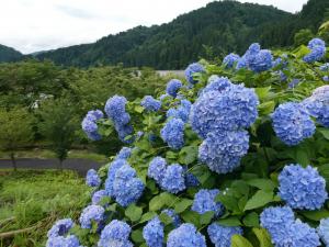 azisai