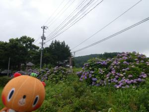 azisai