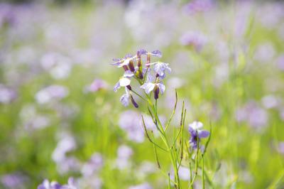 アザキ大根の花