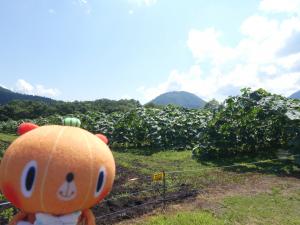 ハウスの写真