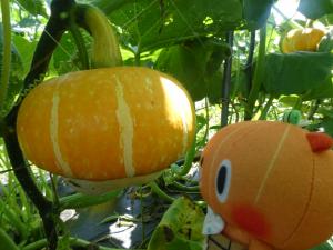 赤カボチャの写真