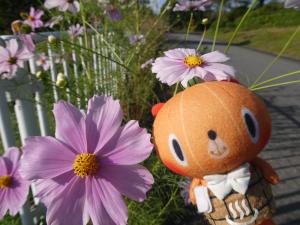 コスモスとかぼまる