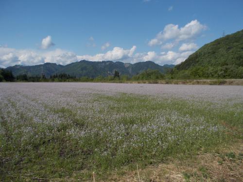 アザキ大根の花畑