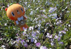 アザキ大根の花とかぼまる