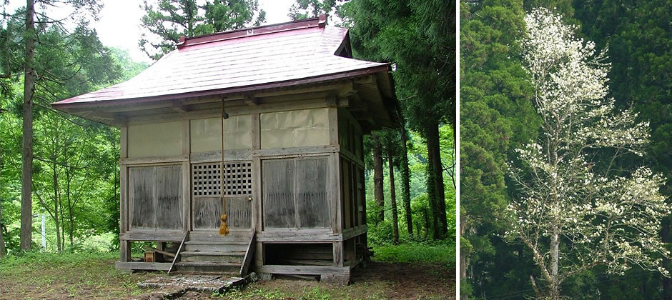 鮭立の辛夷（さけだちのこぶし）の写真